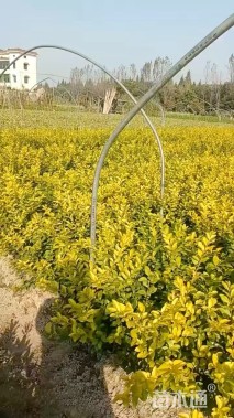 高度50厘米金叶女贞小苗