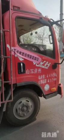 高度15厘米刺苞斑鸠菊