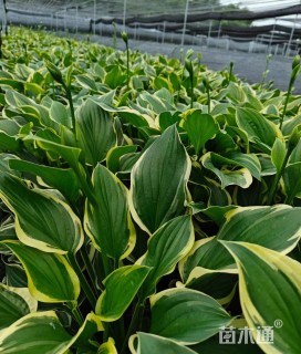 高度30厘米金边玉簪