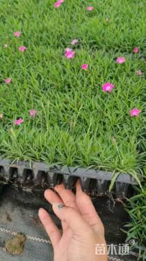 高度6厘米欧石竹