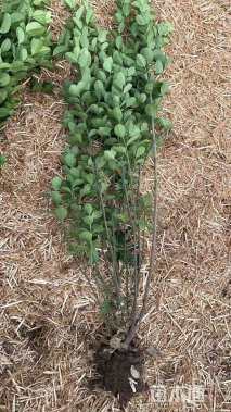 高度220厘米北海道黄杨