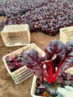 高度20厘米红叶甜菜