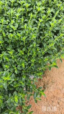 高度25厘米六月雪