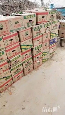 高度15厘米雏菊