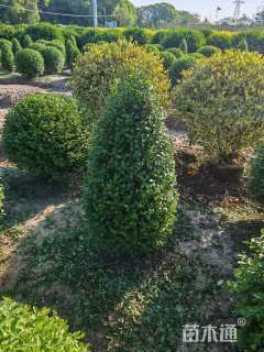 高度150厘米小叶女贞