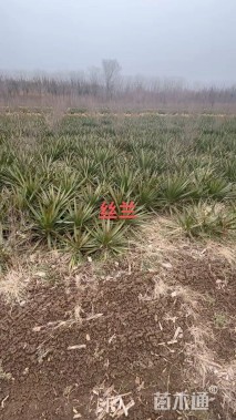 高度100厘米丝兰