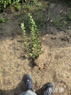 高度50厘米卫矛