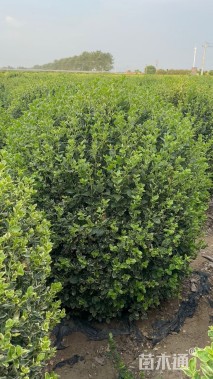 高度150厘米冬红卫矛