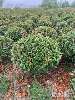 冠幅200厘米红叶石楠球