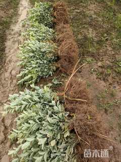 高度20厘米金边黄杨小苗