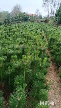 高度50厘米黑松