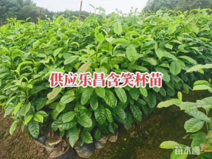 0.8公分乐昌含笑