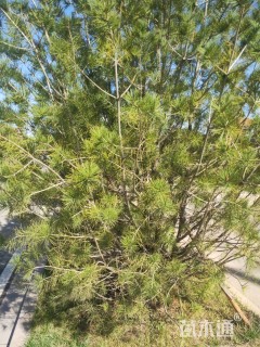 高度25000厘米白皮松