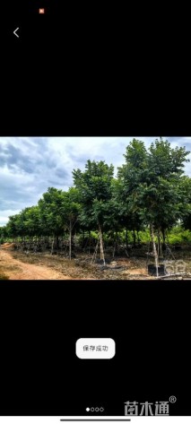 12公分澳洲火焰木