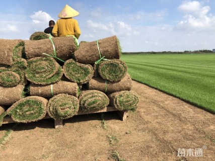 混播黑麦草