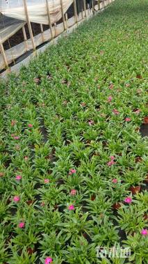 高度20厘米欧石竹