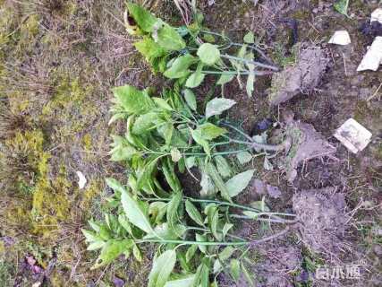 高度30厘米洒金珊瑚