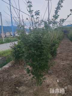 高度100厘米羽毛枫