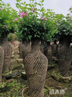 高度140厘米木槿