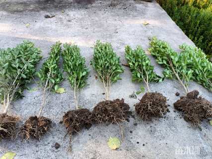 高度40厘米小叶黄杨