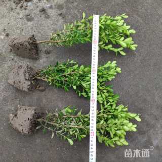 高度40厘米瓜子黄杨小苗