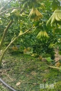 高度50厘米佛手