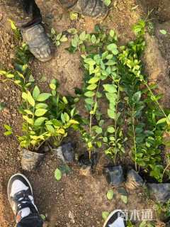 高度30厘米金森女贞