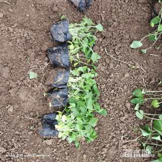 高度10厘米紫花地丁