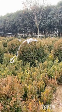 冠幅150厘米瓜子黄杨球