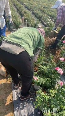 高度30厘米大花香水月季