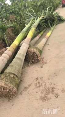 裸干高100厘米假槟榔