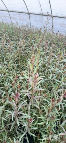 高度50厘米山桃草