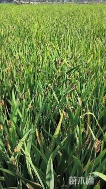 高度30厘米鸢尾