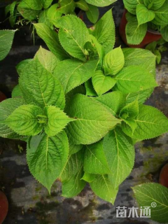 高度40厘米绣球