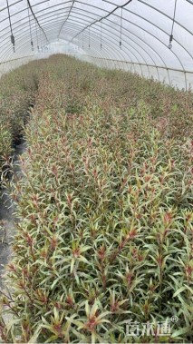 高度50厘米山桃草