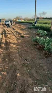 高度40厘米大叶黄杨