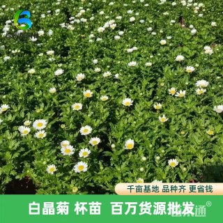 高度20厘米白晶菊