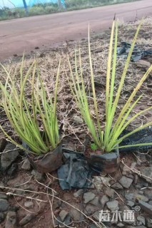 高度20厘米金叶石菖蒲