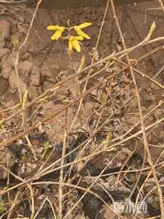 高度180厘米连翘