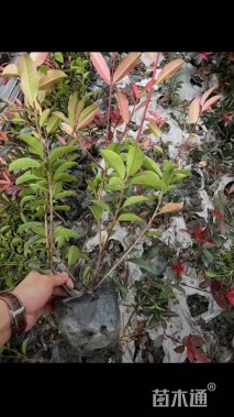 1公分红叶石楠