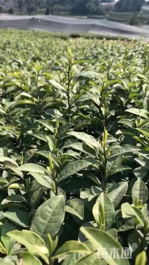 高度20厘米茶树