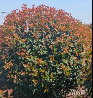 冠幅150厘米红叶石楠球