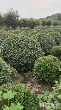 冠幅80厘米红叶石楠球