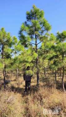 高度850厘米马尾松