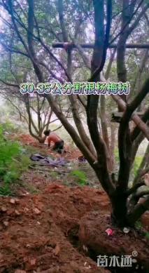 35公分杨梅