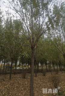 10公分绒毛白蜡