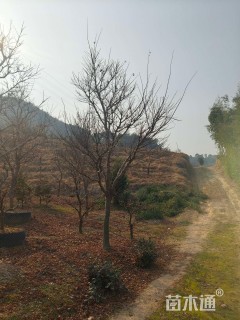 12公分中国红枫