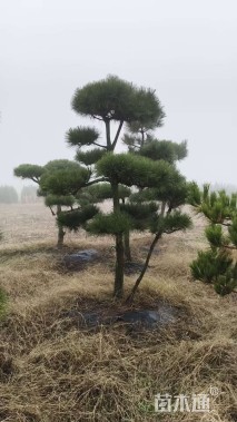高度300厘米景观松