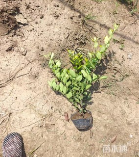 高度20厘米金森女贞大杯