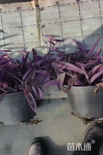 高度20厘米鸭舌草